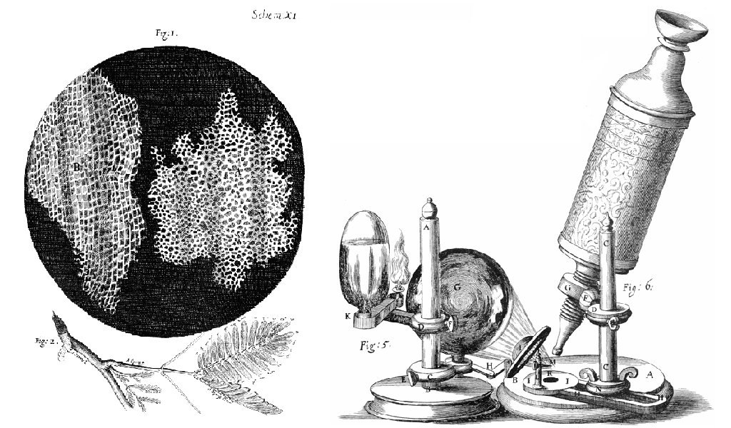 Image of Robert Hooke's illustration of Cells