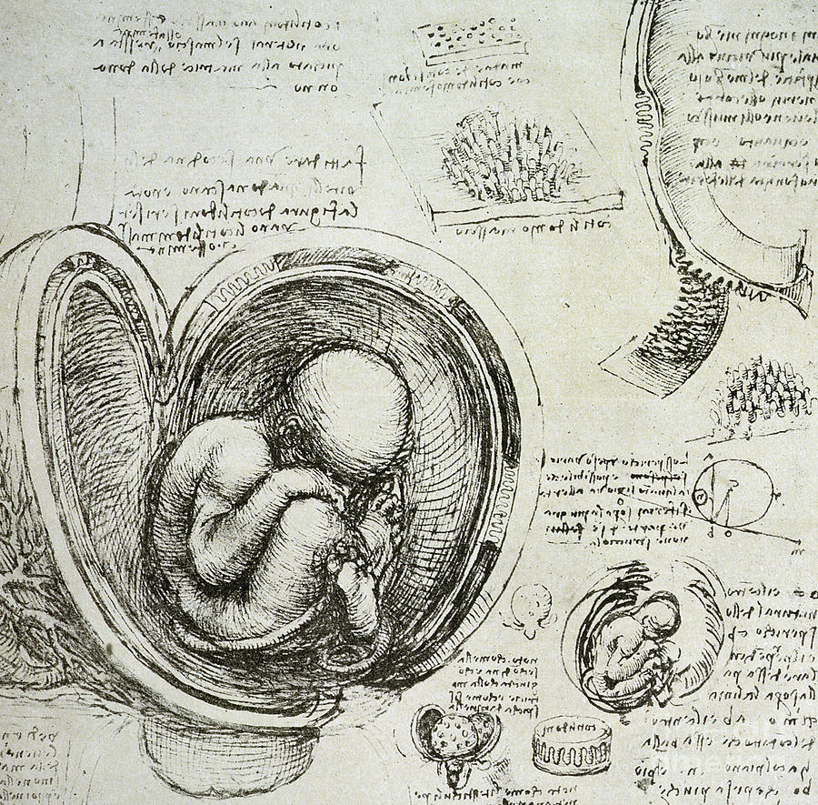 Image of Leonardo Da Vinci's illustration of the human fetus in the womb
